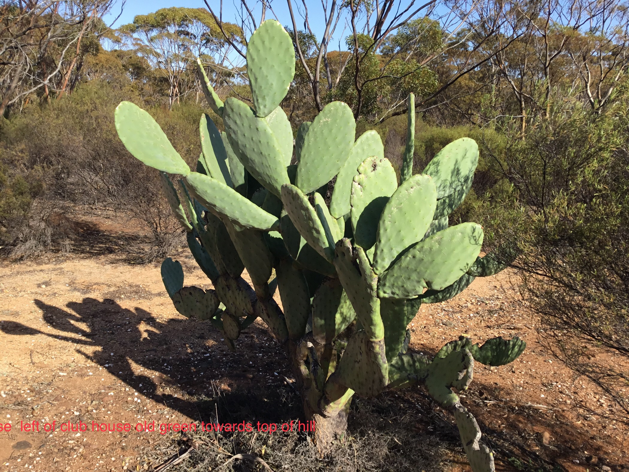 Prickly pear