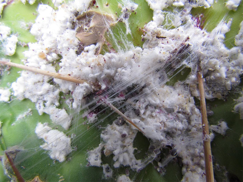 Breeding of Dactylopius Ceylonicus on Drooping tree pear segment